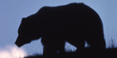Image of grizzly bear silhouetted against sky Image of grizzly bear silhouetted against sky