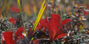 Image of Autumn Bearberry Image of Autumn Bearberry