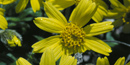 Image of Arnica flowering in the park Image of Arnica flowering in the park