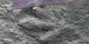 Image of footprint found in Denali National Park and Preserve Image of footprint found in Denali National Park and Preserve