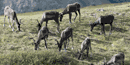 Denali's ecosystem provides an opportunity for researchers to monitor climate change Denali's ecosystem provides an opportunity for researchers to monitor climate change