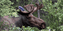 Moose may appreciate an increase in woody vegetation Moose may appreciate an increase in woody vegetation