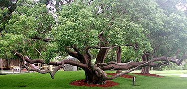 Gumbo Limbo