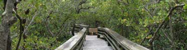 Trail