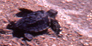 Loggerhead Sea Turtle on the Beach Loggerhead Sea Turtle on the Beach
