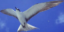 Sooty Tern in Flight Sooty Tern in Flight