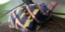 Tree Snail Tree Snail