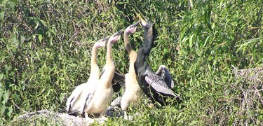 Anhinga feeding babies
