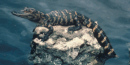 Baby alligator Baby alligator