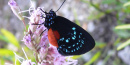 Butterfly Butterfly