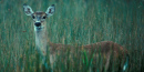 White-tailed Deer White-tailed Deer