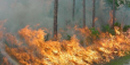 Fire in Pinelands Fire in Pinelands