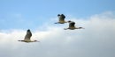 Ibis in Flight Ibis in Flight