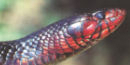 Indigo Snake Indigo Snake