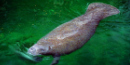 West Indian Manatee West Indian Manatee