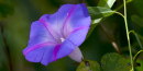 Morning Glory Morning Glory