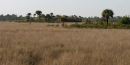 Sawgrass Prairie Sawgrass Prairie