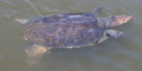 Soft-Shell Turtle Soft-Shell Turtle