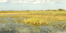 Scenic View of Marjory Stoneman Douglas Wilderness Scenic View of Marjory Stoneman Douglas Wilderness
