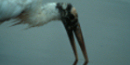 Wood Stork Wood Stork