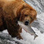 bear catching a salmon on Brooks Falls