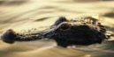 alligator in water alligator in water