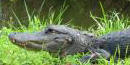 Alligator Alligator