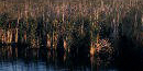 marsh marsh