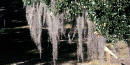 Spanish Moss Spanish Moss