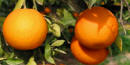 oranges oranges