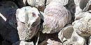 oyster shells oyster shells