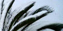 snow covered palm snow covered palm