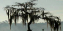 tree draped with spanish moss tree draped with spanish moss