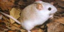 The tiny Anastasia Island beach mouse lives nowhere else in the world. The tiny Anastasia Island beach mouse lives nowhere else in the world.