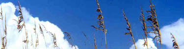 Sea oats help hold the dunes in place.