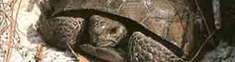 Gopher tortoises are residents of the dunes and scrub.