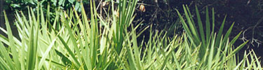 Saw palmettos and thick underbrush made attack by land difficult.