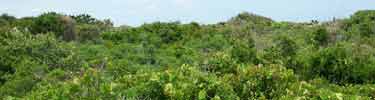Dense scrub lies between the ocean beach and the maritime forest.