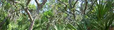 Dense scrub provides food, shade, and shelter for many animals.