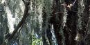 Spanish moss hanging from Live Oak trees Spanish moss hanging from Live Oak trees
