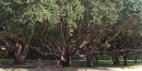Some of the 150-year-old live oak trees in the Fort Matanzas picnic area. Some of the 150-year-old live oak trees in the Fort Matanzas picnic area.