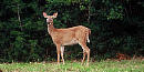 White-tailed deer on Cockspur Island White-tailed deer on Cockspur Island