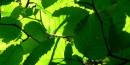 Sitka Alder Sitka Alder