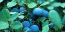 Blueberries Blueberries