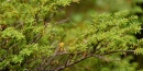 Western Hemlock Western Hemlock