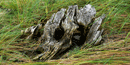 Interstadial Stump Interstadial Stump
