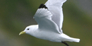 Black-legged Kittiwake Black-legged Kittiwake