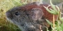 Red-backed Vole Red-backed Vole