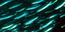 Forage fish Forage fish