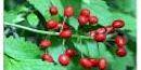Baneberry Baneberry